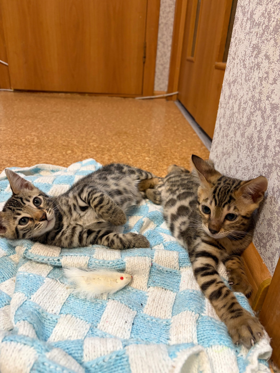 Кошки в Екатеринбурге: Бенгалькие котята (девочки и мальчики) Девочка, 10 000 руб. - фото 5