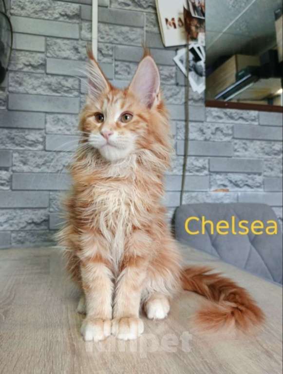 Кошки в других городах Ленинградской области: Мейн-кун котята Разнополые, 35 000 руб. - фото 1