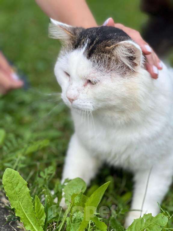 Кошки в Можайске: Марс кот настоящий. Такой же завораживающий, как планета, чьим именем он назван. Приносит удачу! Мальчик, Бесплатно - фото 9