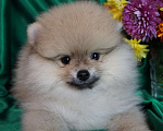 Собаки в Москве: Померанский шпиц- мини мальчик Мальчик, 30 000 руб. - фото 1