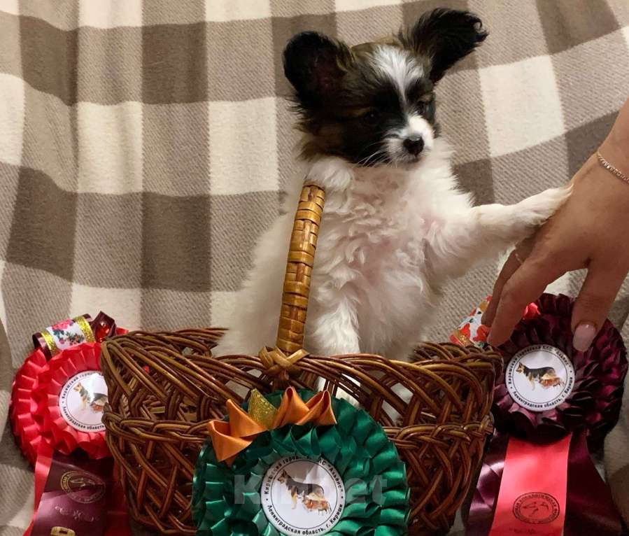 Собаки в Кириши: Щенок папийона Мальчик, Бесплатно - фото 2