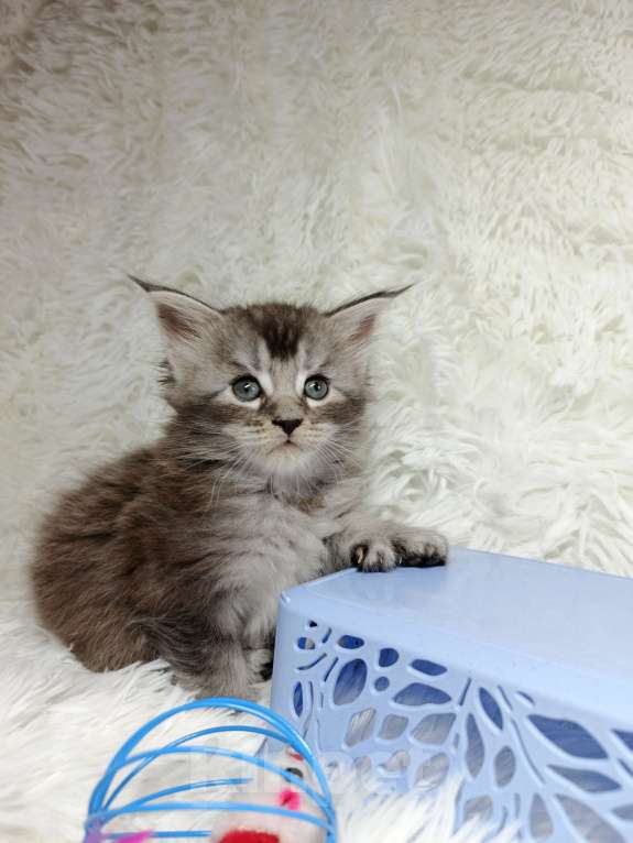 Кошки в Ярославле: Котёнок Поли-кун Девочка, 80 000 руб. - фото 1