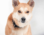 Собаки в Москве: Лэнвилл спокойный, обаятельный и умный пёс Мальчик, Бесплатно - фото 4