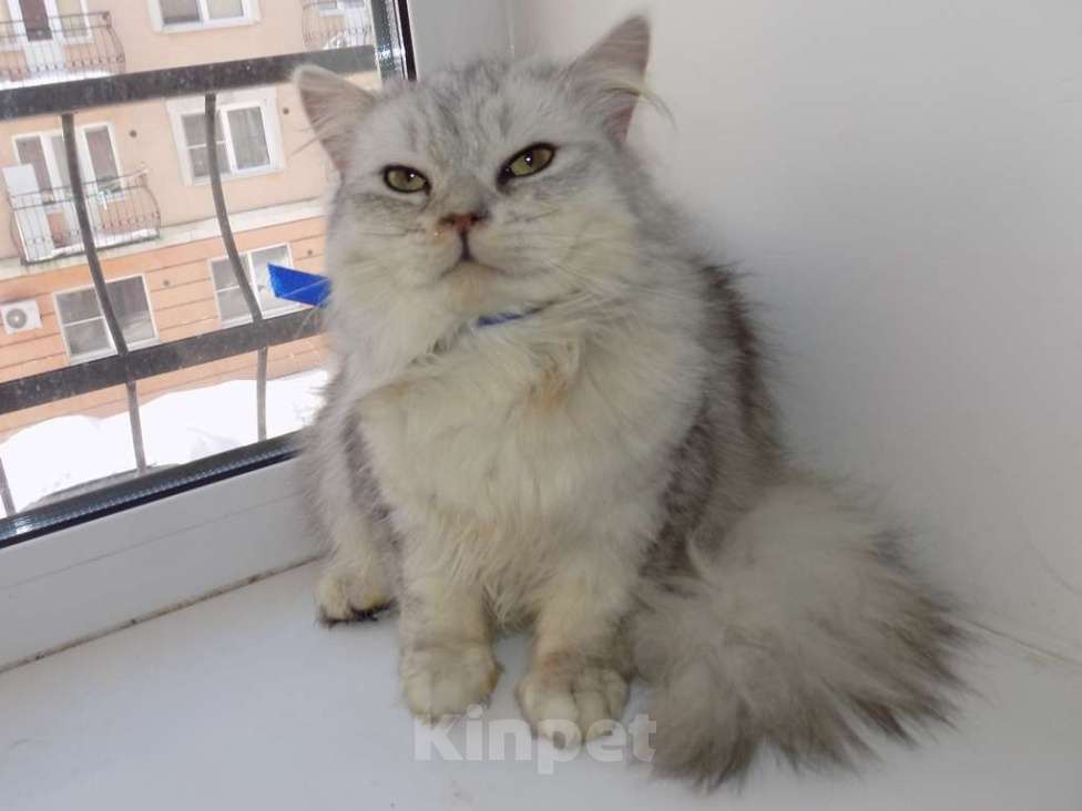 Кошки в Москве: Шотландский длинношерстный прямоухий мальчик Мальчик, 15 000 руб. - фото 2