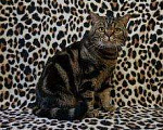 Кошки в Чебоксарах: Шикарный кот, 2 000 руб. - фото 1