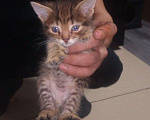 Кошки в Ачинске: Вислоухих котят, 500 руб. - фото 3