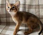 Кошки в Кудымкаре: Абиссинские котята, 50 000 руб. - фото 3