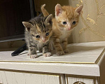 Кошки в Ардоне: Котята, Бесплатно - фото 9