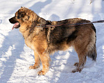 Собаки в Москве: Пушистая собака Клэра в дар Девочка, Бесплатно - фото 1