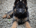 Собаки в Челябинске: В продаже щенки  немецкой овчарки, 20 000 руб. - фото 5