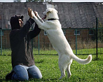 Собаки в Москве: Лорд - крупный пес метис лабрадора в дар Мальчик, 50 руб. - фото 2