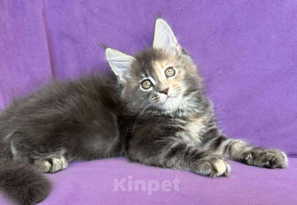 Кошки в Санкт-Петербурге: Tiffany Paw Winner Девочка, 45 000 руб. - фото 4