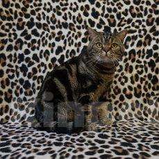 Кошки в Чебоксарах: Шикарный кот, 2 000 руб. - фото 1