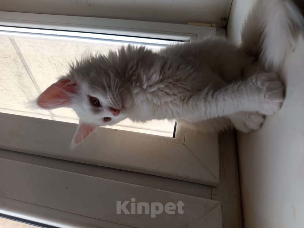 Кошки в других городах Ленинградской области: Девочка Мейн Кун polidakt Девочка, 25 000 руб. - фото 4