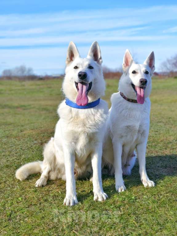 Собаки в Иркутске: Щенки Белой Швейцарской Овчарки Мальчик, 50 000 руб. - фото 5