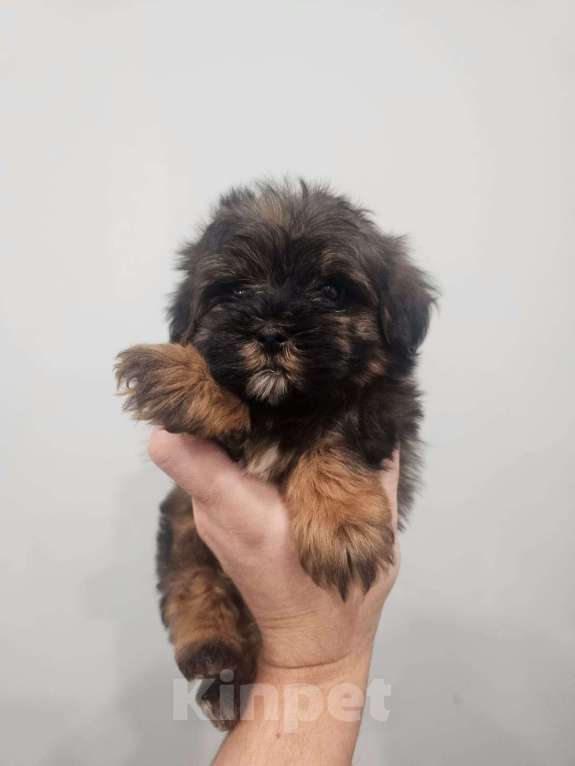 Собаки в Москве: Щенки микро мальтипу, курносые. Мальчик, Бесплатно - фото 6