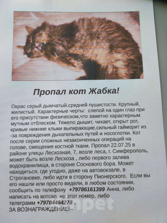 Кошки в Симферополе: Потерялся любимый котик! Мальчик, 20 000 руб. - фото 2