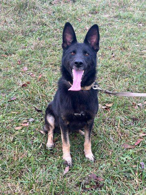 Собаки в Москве: Потрясающе дружелюбный пёс Макс в добрые руки Мальчик, Бесплатно - фото 3