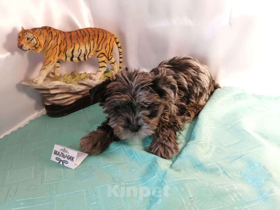 Собаки в Москве: Мальчишки редкого окраса - голубой мрамор Мальчик, 20 000 руб. - фото 3