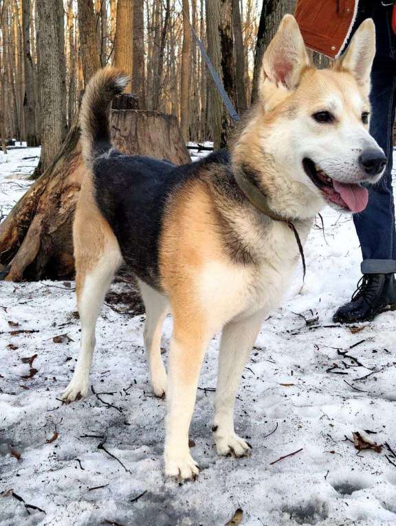Собаки в Казани: Ищу хозяина! Девочка, 1 руб. - фото 10
