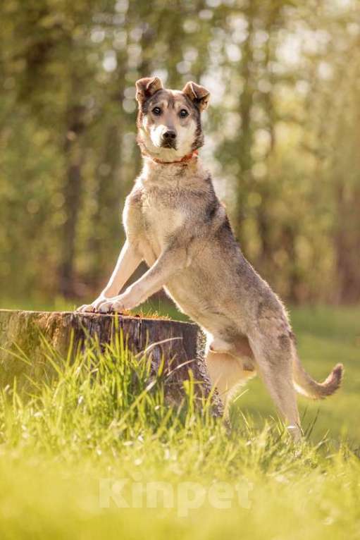 Собаки в Москве: Джек — замечательный мальчик в поисках своей семьи и дома Мальчик, 1 руб. - фото 3
