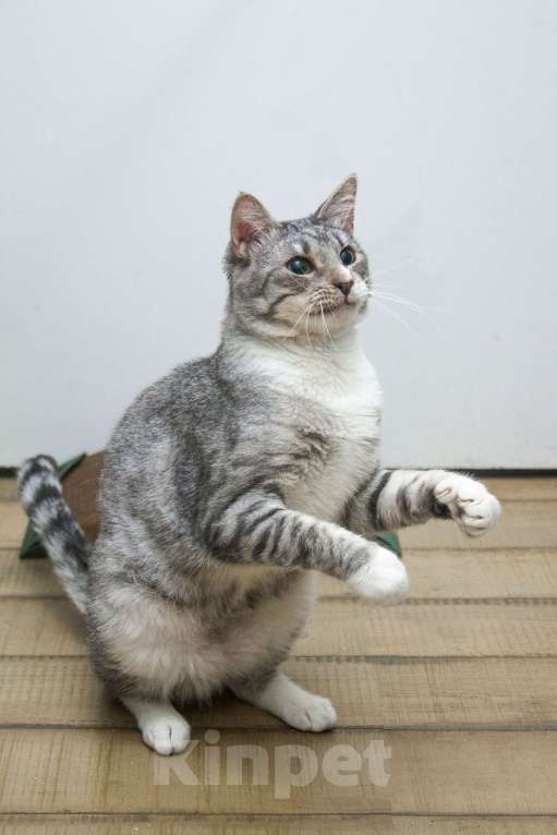 Кошки в Москве:  Ищет дом молодой котик цвета серебра, Сильвер нуждается в семье! Мальчик, Бесплатно - фото 2