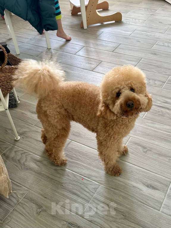 Собаки в Краснодаре: Вязка. Ищем невесту. Мальчик, 1 руб. - фото 7