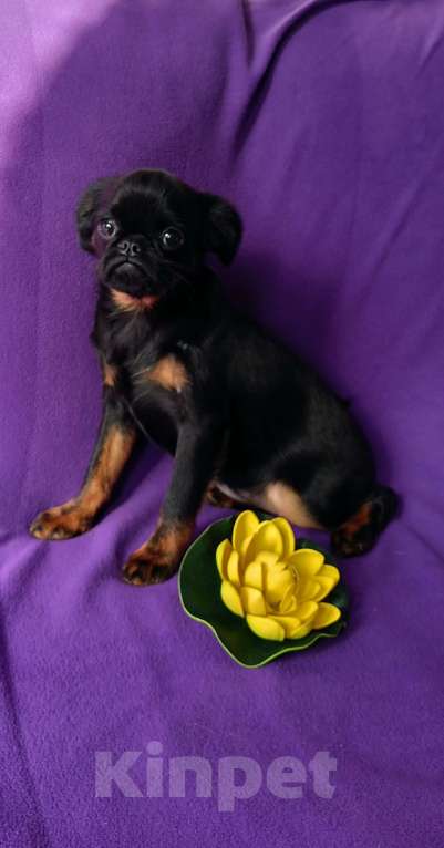 Собаки в Санкт-Петербурге: Очаровательная красотка Девочка, 80 000 руб. - фото 3