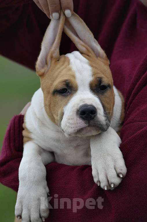 Собаки в Краснодаре: Кобель ам стаффа РКФ Мальчик, 80 000 руб. - фото 3