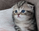 Кошки в Оренбурге: Шотландский вислоухий кот Мальчик, 10 000 руб. - фото 2