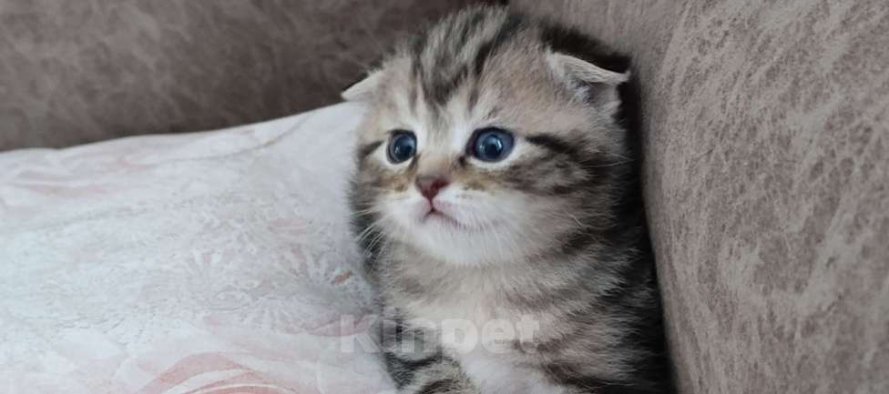 Кошки в Оренбурге: Шотландский вислоухий кот Мальчик, 10 000 руб. - фото 2