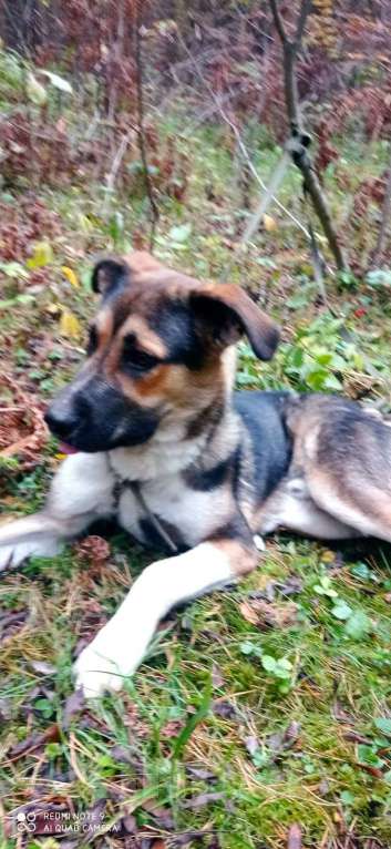 Собаки в Москве: Молодой пес Форест ищет семью. Мальчик, Бесплатно - фото 6