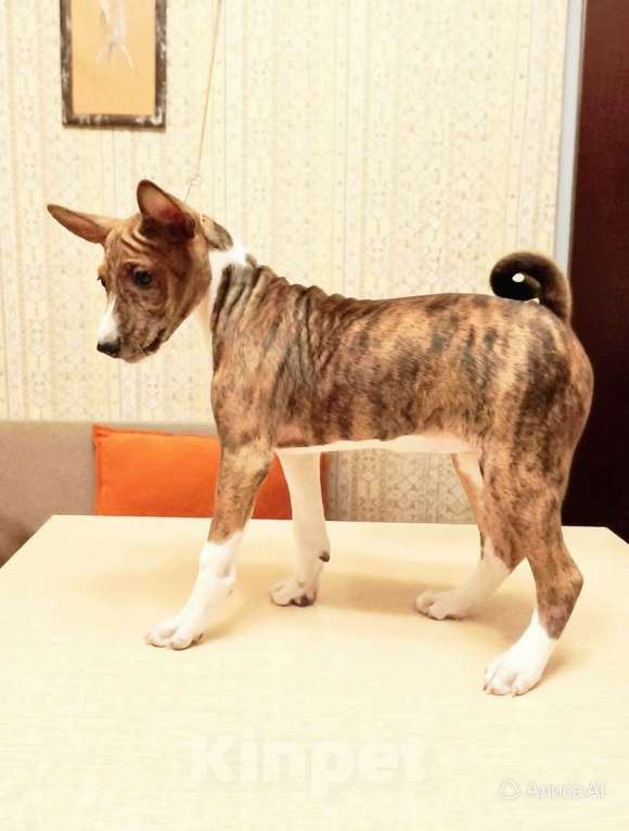 Собаки в Архангельске: Щенок басенджи Девочка, 60 000 руб. - фото 2