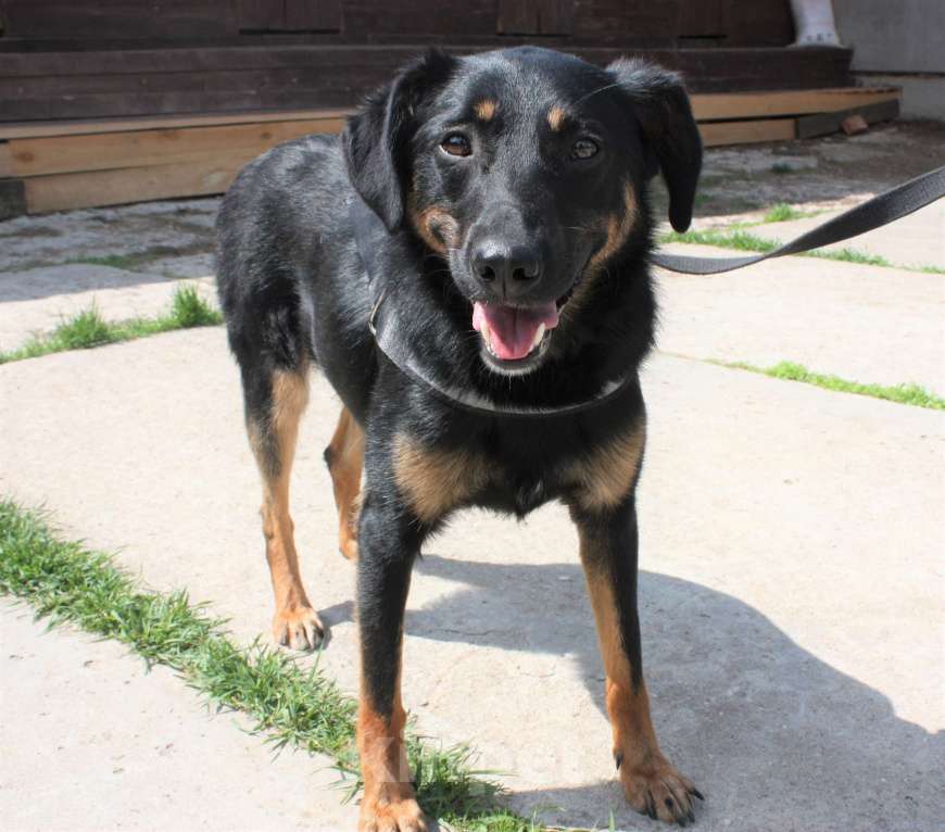 Собаки в Москве: Альма ищет свою любимую семью Девочка, 100 руб. - фото 7