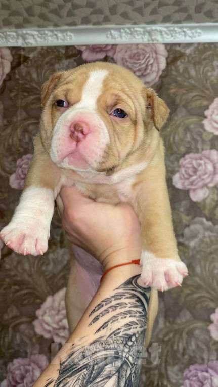 Собаки в Кандалакше: Малыши булли  Мальчик, Бесплатно - фото 1