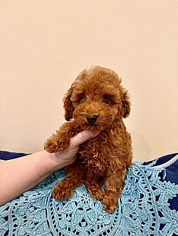 Той пудель девочка