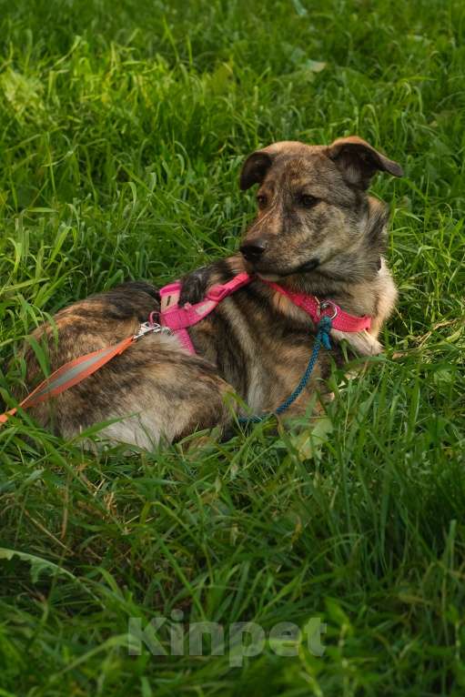 Собаки в Санкт-Петербурге: Нежная тигровая Николь из приюта в добрые руки Девочка, Бесплатно - фото 5