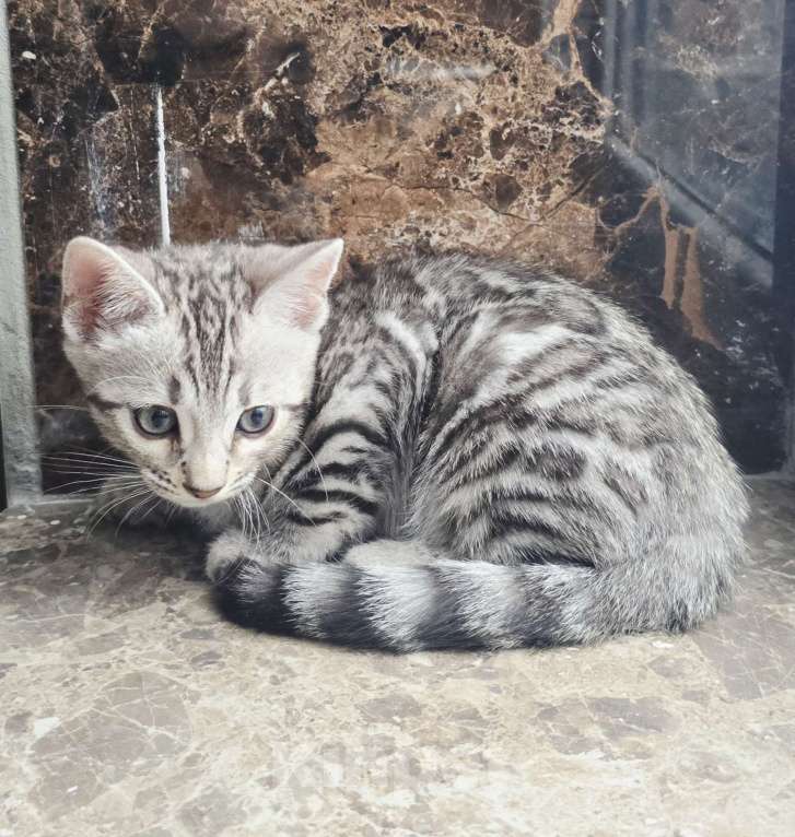 Кошки в Пятигорске: Бенгальский котоенок Девочка, 50 000 руб. - фото 4