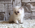Кошки в Москве: продаются шотландские котята Девочка, 20 000 руб. - фото 7