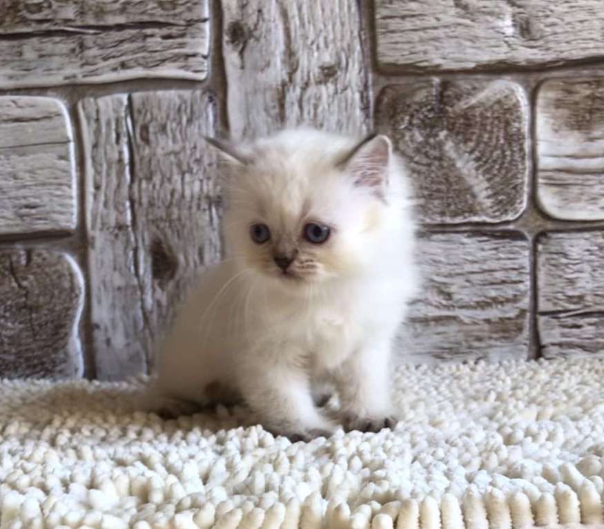 Кошки в Москве: продаются шотландские котята Девочка, 20 000 руб. - фото 7