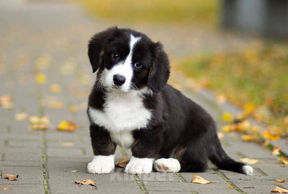 Собаки в Санкт-Петербурге: Великолепный щенок вельш-корги кардиган Мальчик, 45 000 руб. - фото 4