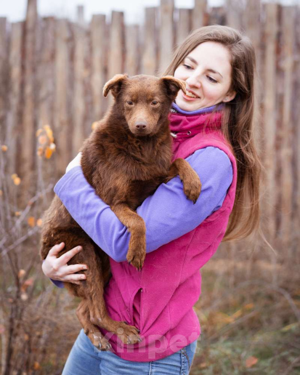 Собаки в Москве: Маленькая собачка ищет дом Девочка, Бесплатно - фото 4