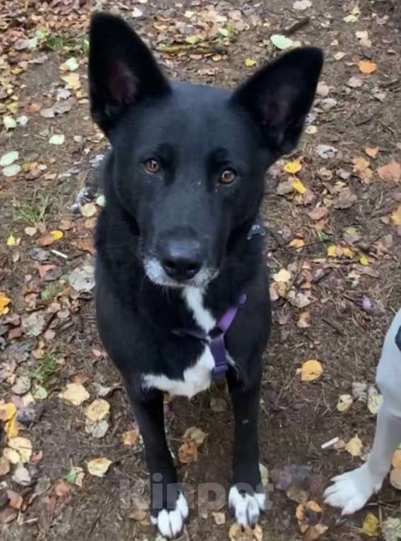 Собаки в Москве: Ищем дом для спасенной доброй собаки Багиры Девочка, 1 руб. - фото 3