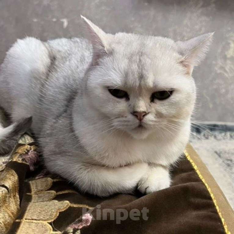 Кошки в Москве: Кошечка в беде Девочка, Бесплатно - фото 4