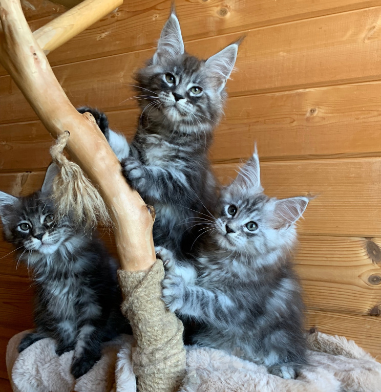 Кошки в Санкт-Петербурге: Котята мейн кун из питомника Девочка, 20 000 руб. - фото 1