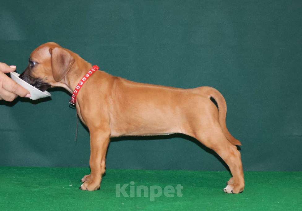 Собаки в Москве: Девочка Родезийского Риджбека для души Девочка, 60 000 руб. - фото 6