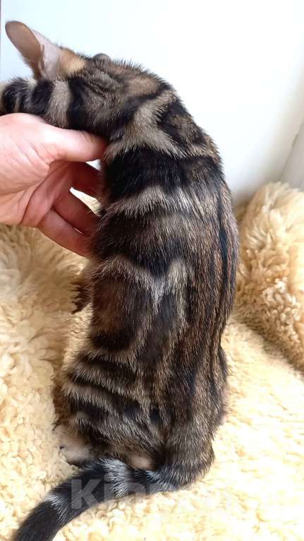 Кошки в Москве: Бенгальская девочка Девочка, 30 000 руб. - фото 6