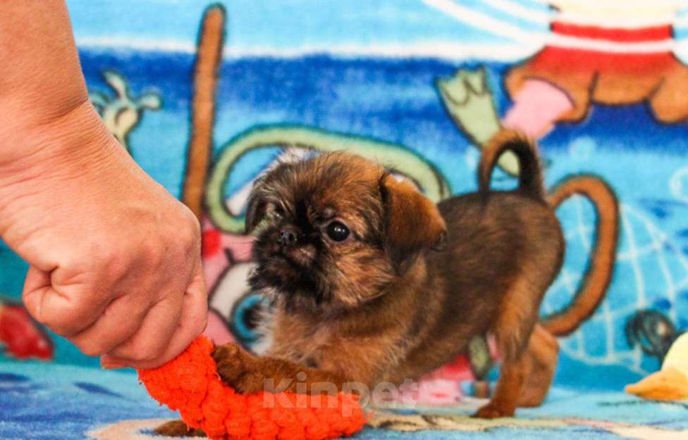 Собаки в Москве: Красотки Девочка, Бесплатно - фото 1