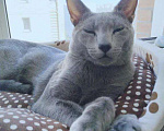 Кошки в Новосибирске: Котенок русской голубой кошки Мальчик, 45 000 руб. - фото 3