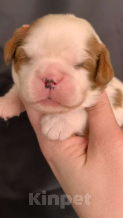 Собаки в Москве: Мальчик кавалер Кинг Чарльз Спаниель Мальчик, 90 000 руб. - фото 1